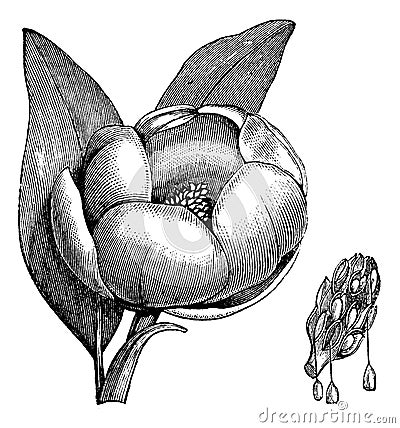 Sweetbay magnolia or Magnolia virginiana vintage engraving Vector Illustration