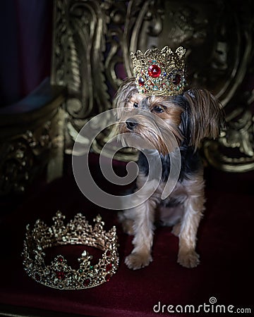 Royal dog portrait. Tiny dog siting on a gold throne. wearing a crown Stock Photo