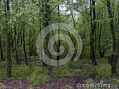 It resembles a plane tree among the species known as stump trees. Stock Photo