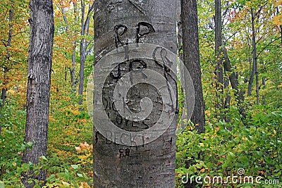 Sweetheart's Initials and Names Carved into a Tree in the Woods. Stock Photo