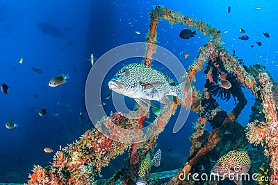 Sweetlips on an underwater wreck Stock Photo