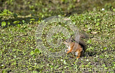 Sweetly pretty squirrel Stock Photo