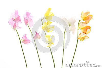 Sweetpea in a white background Stock Photo