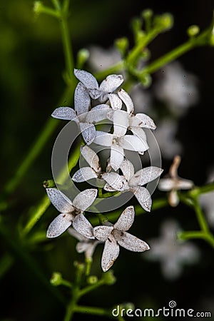 Sweetscented Bedstraw Flowers Stock Photo