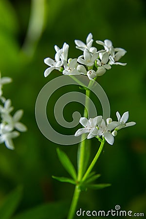 Sweetscented bedstraw, Galium odoratum, flowers in the spring forest. White wildflowers. Close-up Stock Photo