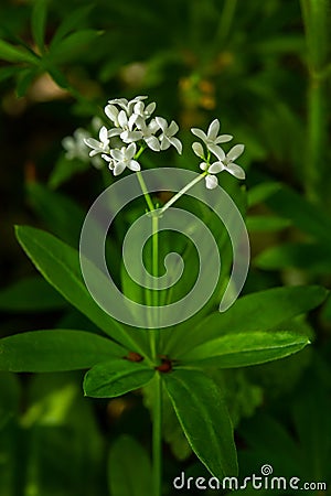 Sweetscented bedstraw, Galium odoratum, flowers in the spring forest. White wildflowers. Close-up Stock Photo