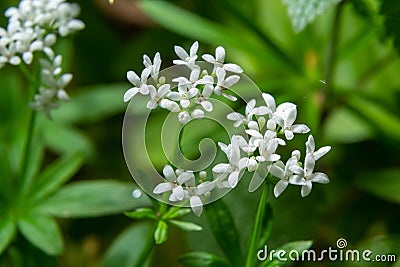 Sweetscented bedstraw, Galium odoratum, flowers in the spring forest. White wildflowers. Close-up Stock Photo