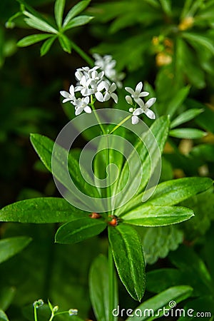 Sweetscented bedstraw, Galium odoratum, flowers in the spring forest. White wildflowers. Close-up Stock Photo