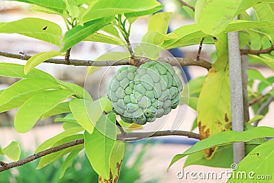 Sweetsop, Sugar Apple In A Tree Stock Photo