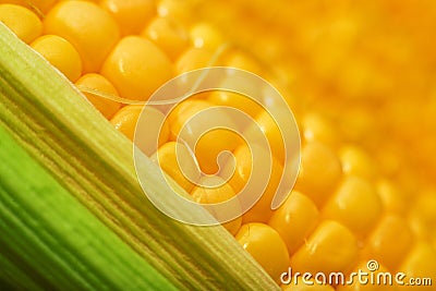 Sweey yellow corn cobs macro Stock Photo