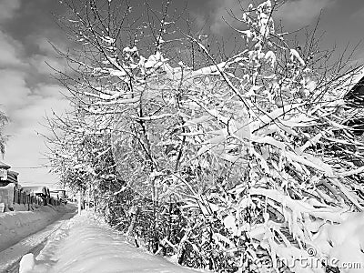 Swept tree all in the snow Stock Photo