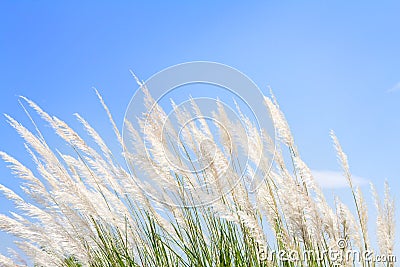 Swhite Feather Grass in wind with sky background Stock Photo