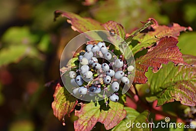 Swida alba - wild berry bush in autumn Stock Photo