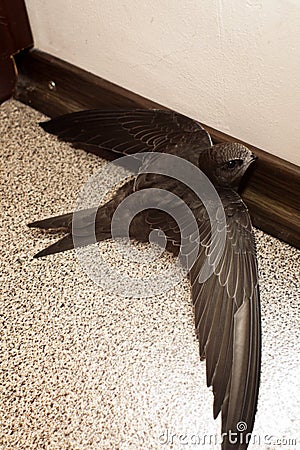 Swift bird on in balcony on floor surface Stock Photo