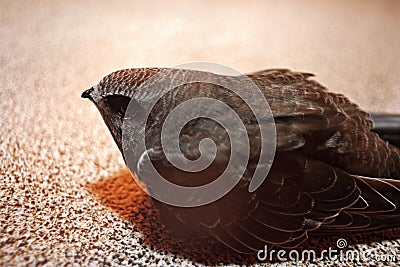 Swift bird on in balcony on floor surface Stock Photo