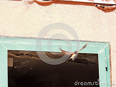 Swift Bird Flight Stock Photo