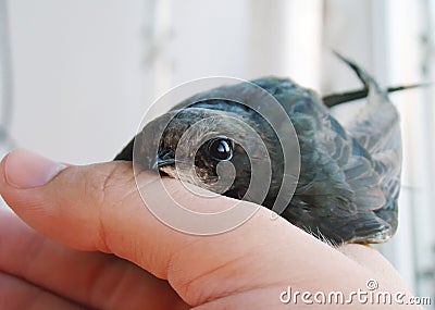 Swift bird in hand Stock Photo