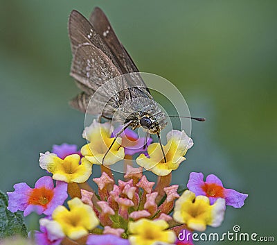 Swift Butterfly: Collecting nector from flowers Stock Photo