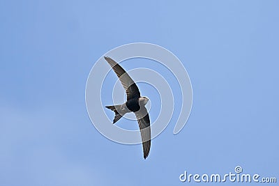 Swift flying over head Stock Photo