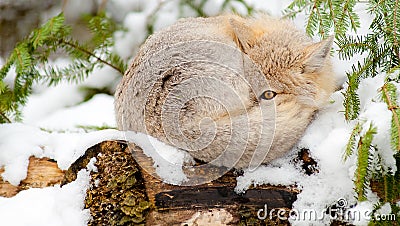 Swift fox sleeps in winter habitat. Stock Photo