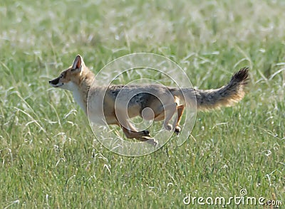 Swift Fox vixen showing her true speed Stock Photo
