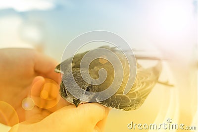 A swift nestling sits on a hand, a blurred background, toned Stock Photo