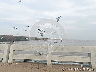 Swiftlet Gull migrated annually Stock Photo