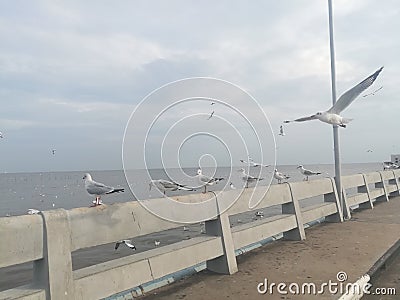 Swiftlet Gull migrated annually Stock Photo