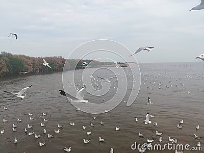 Swiftlet Gull migrated annually Stock Photo