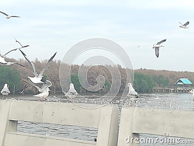 Swiftlet Gull migrated annually Stock Photo