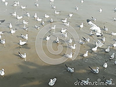 Swiftlet Gull migrated annually Stock Photo