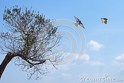 Swifts over blue sky background Stock Photo