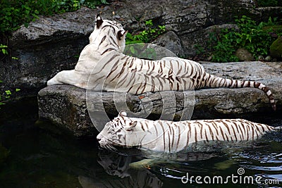 In the swim - White Tigers Stock Photo