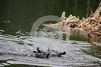 American coots fighting Stock Photo