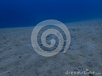 Angelshark over sand Stock Photo