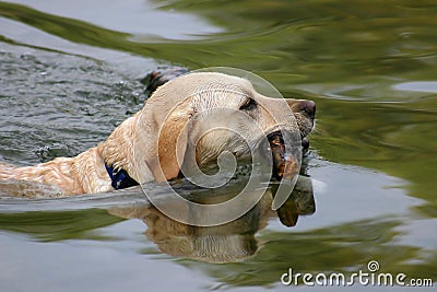 Swimming Dog Stock Photo