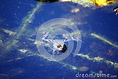 Swimming frog Stock Photo