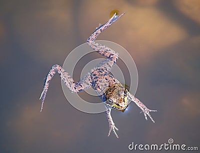 Swimming frog Stock Photo
