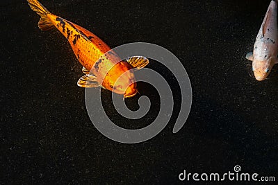 A swimming goldfish in dark water. Koi carp fish Stock Photo