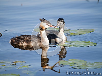 Swimming Great-crested Grebe Stock Photo