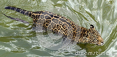 Swimming jaguar Stock Photo