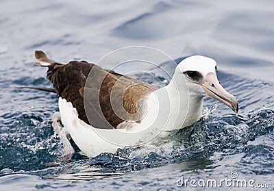 Laysan Albatros, Phoebastria immutabilis Stock Photo