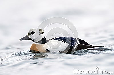 Swimming male Steller`s Eider Stock Photo