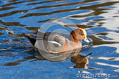 Swimming male wigeon anas penelope, reflections Stock Photo