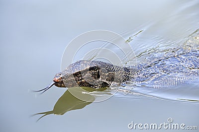 Swimming monitor lizard Stock Photo