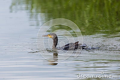 Swimming mirrored great cormorant Phalacrocorax carbo Stock Photo