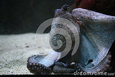 Swimming octopus Stock Photo