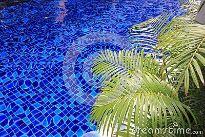 Swimming pool with palm plants Stock Photo
