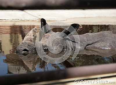 Swimming rhinoceros close-up portrait, rhino horn Stock Photo