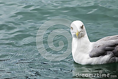 swimming seagull with gray feathers on its wings in a transparent clean sea Stock Photo